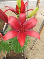 [5501 PO01 Corleone No02.JPG]